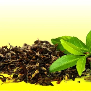 Nilgiri Organic Mint Green Tea - Factory Fresh Tea