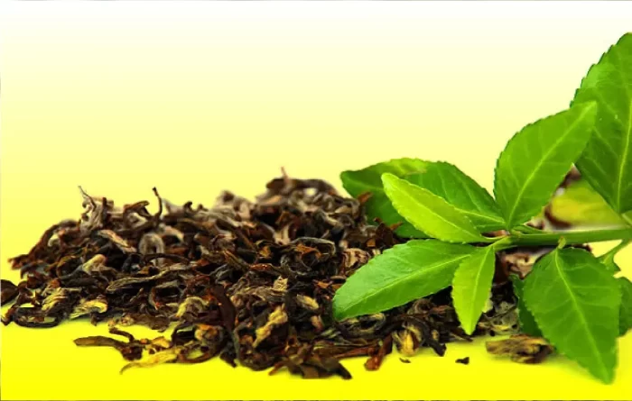 Nilgiri Organic Mint Green Tea - Factory Fresh Tea