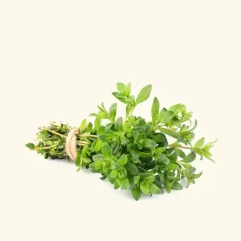 Thyme Oil