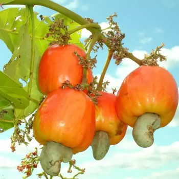 goan cashew nut