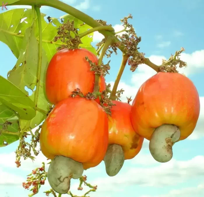 goan cashew nut