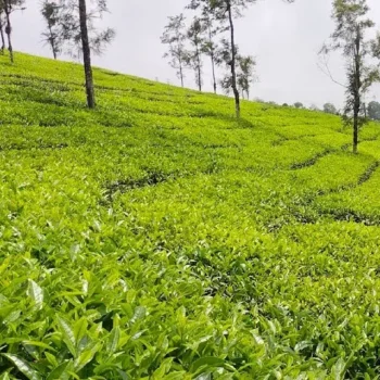 AVT Manalaroo Leaf Blend Tea