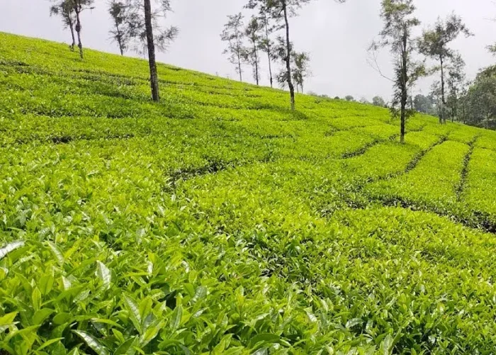 AVT Manalaroo Leaf Blend Tea
