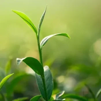 AVT Manalaroo Leaf Blend Tea