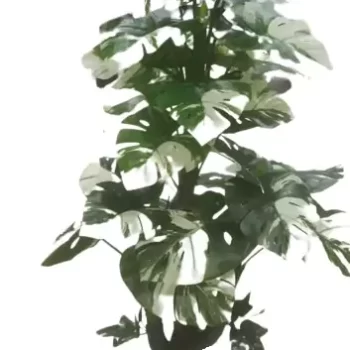 Interior Artificial plants living room decoration plastic plants house bonsai Plant for Home, Office Decor Ornamental Plant for Interior Decor / Home Décor / Office Décor (Large Size Plant with Pot )