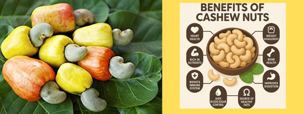 Benefits of Cashew Nuts